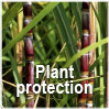 Plant Protection - GBM Cuba