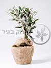 מתנות לראש השנה עץ זית ננסי