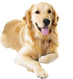 חיסוני כלבים