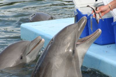 אטרקציות באילת ריף הדולפינים