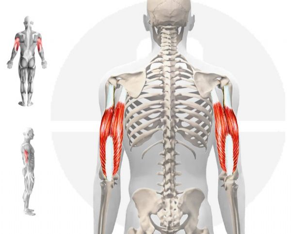 השריר התלת ראשי של הזרוע  - Triceps brachii