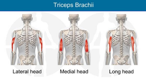 triceps brachii - 3 heads