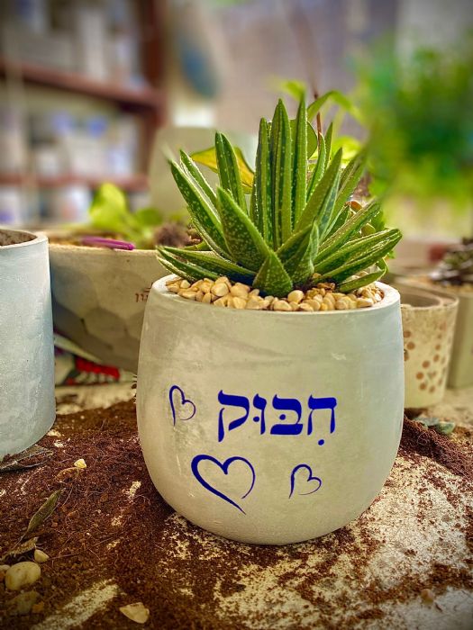 עציץ בטון - אביב קטן