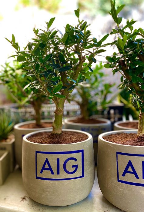 כלי בטון אביב גדול