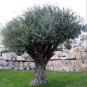 הצמחים האלרגניים בישראל