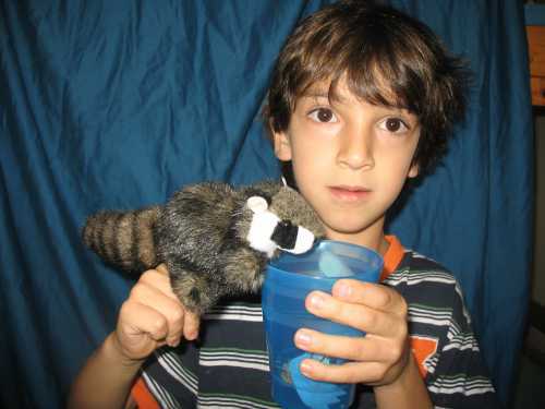 רקון- דביבון רוחץ 2646  raccoon puppet