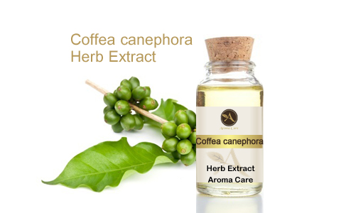 מיצוי מצמח מרפא קפה ירוק
