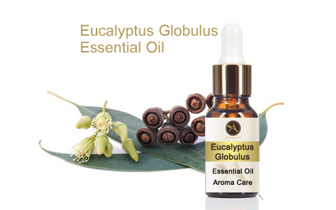 Eucalypyus Globulus Essential Oil