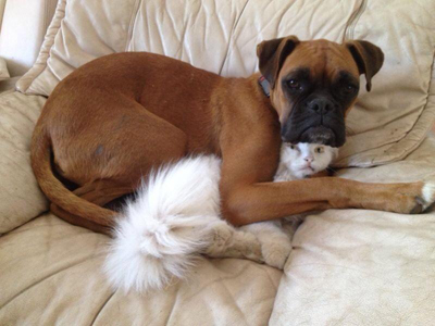 כלב מחבק חתול חיות טיפוליות