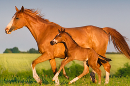 טיפול באמצעות רכיבה על סוסים סוסים רוכבים