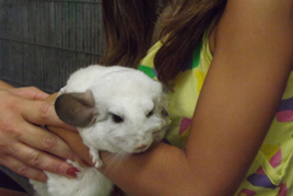טיפול בעזרת בעלי חיים ילדה מחזיקה צ'ינצ'יל