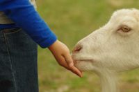 כבשה אוכלת מיד של בחורה - טיפול בעזרת בע"ח