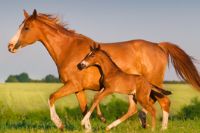 רכיבה טיפולית סוס וסייח דוהרים