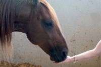 טיפול באמצעות סוסים ילדה מאכילה סוס