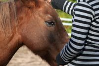 תרפיה אמצעות רכיבה על סוסים ילדה מלטפת סוס