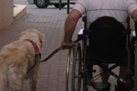 נכה על כיסא גלגלים וכלב כלבי עזר ושירות