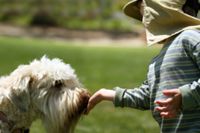 כלב מלקק ילד בטיפול בעזרת כלבים