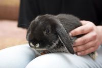 מחזיק ארנבון שמוט אוזניים - אתיקה בטיפול עם חיות