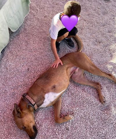 אריה בגן אריק רוזנברג טיפול בעזרת בעלי חיים טבריה