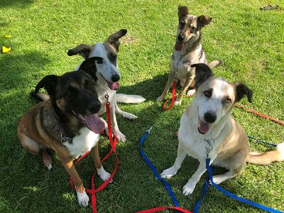 יוני יושע - טיפול בעזרת כלבים ובעלי חיים