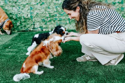 עופרי לייבל – המרכז לכלבנות טיפולית טיפול רגשי הנע