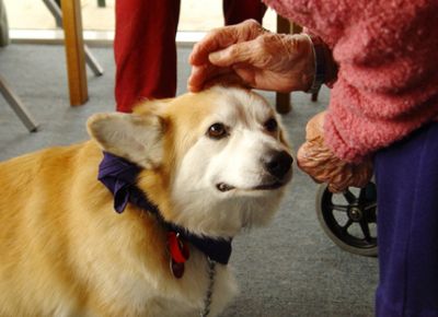 זקנה מלטפת כלב בבית אבות עם טיפול בעזרת חיות