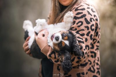 גוני סער רייס - מטפלת בילדים בעזרת כלבים