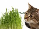 דשא לחתול 50% הנחה לחברי מועדון