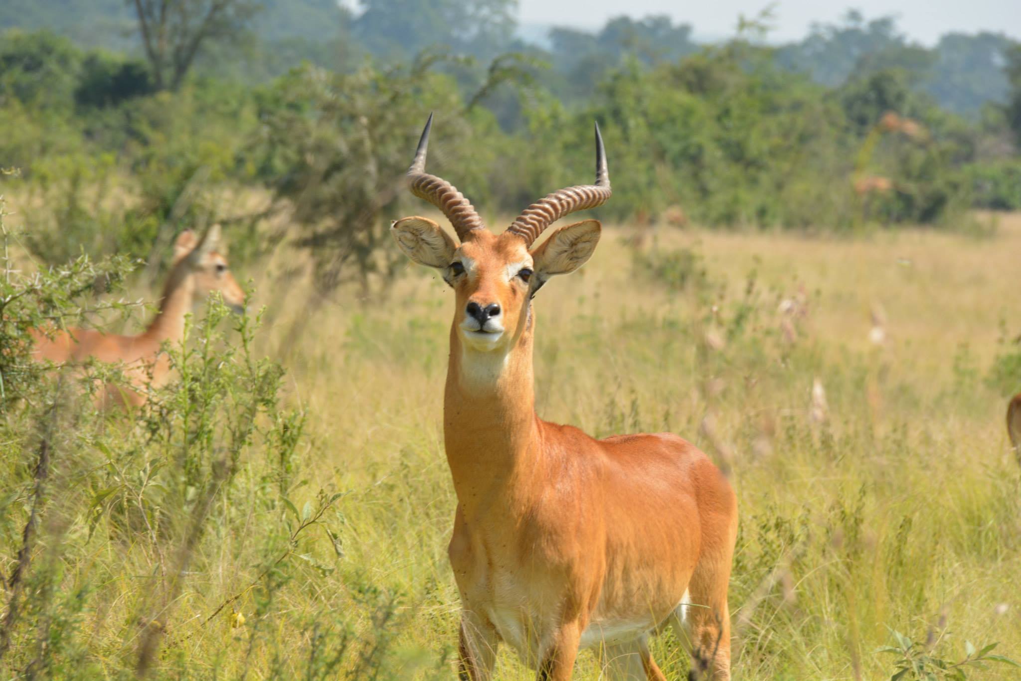 KOB Ugandan antelope