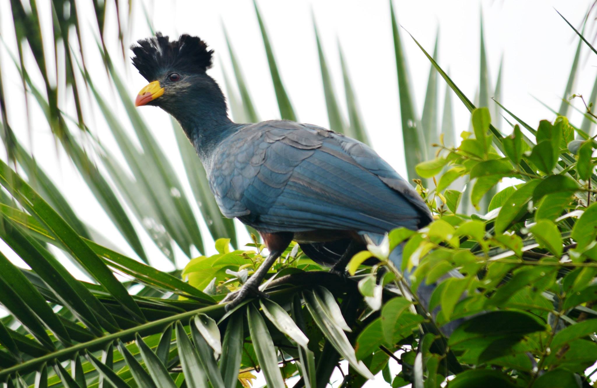 Great blue Turacco