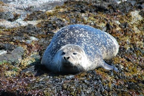 כלב ים על סלעים