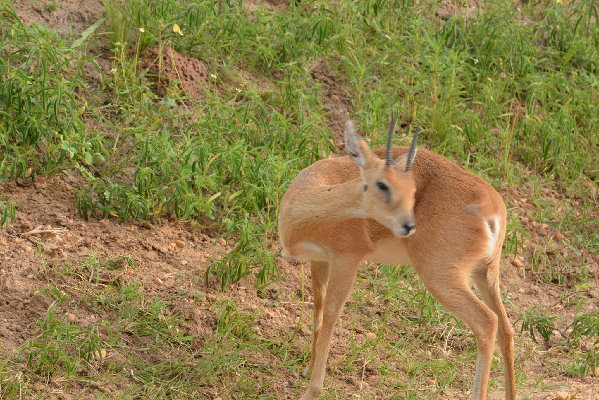 reedbuck