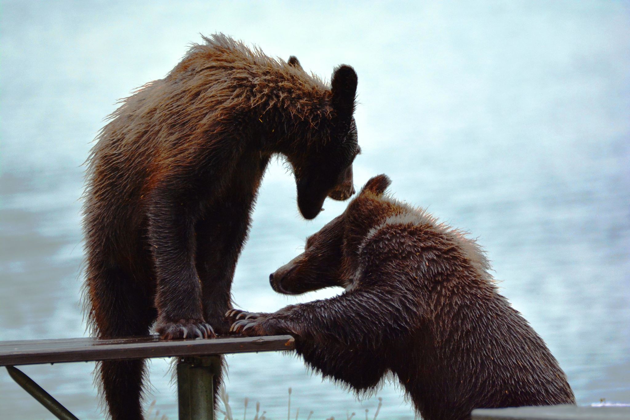 הדובים של Chilkoot Lake State Recreation Site