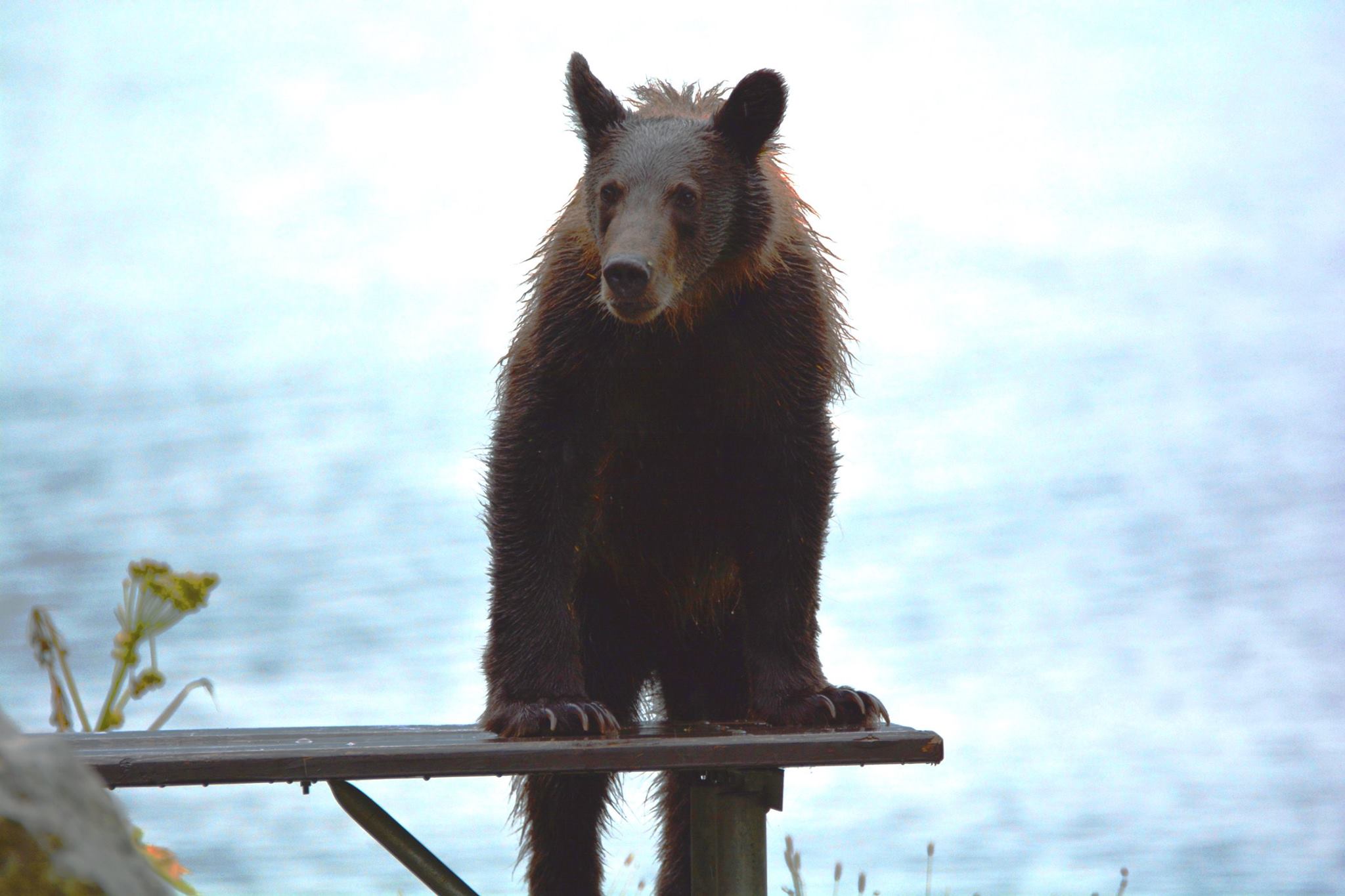 הדובים של  Chilkoot Lake State Recreation Site