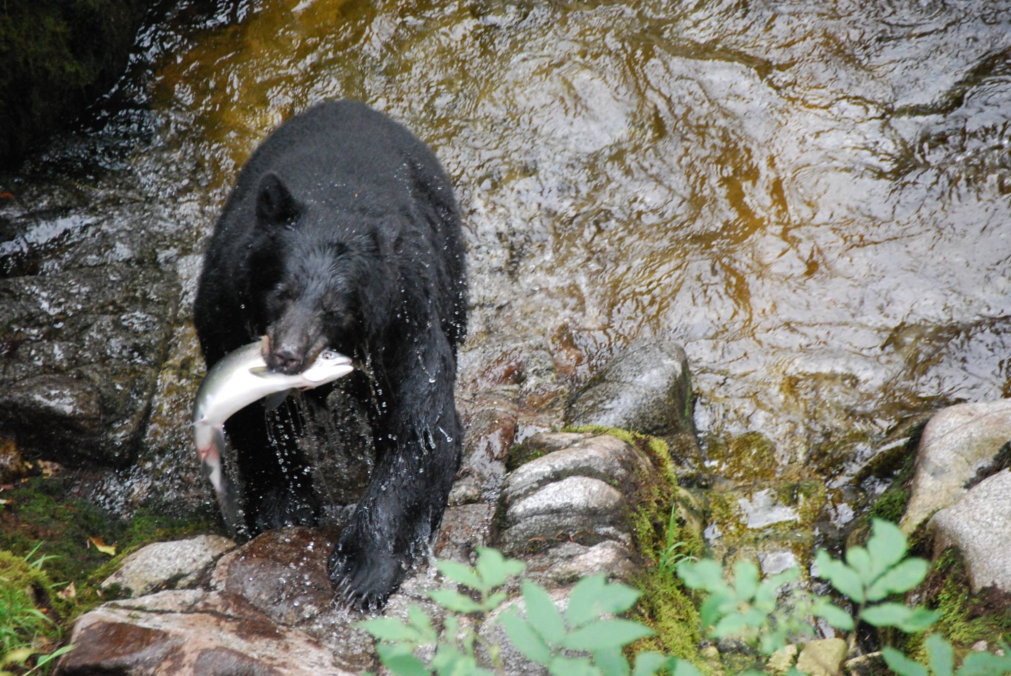 הדוב שאוכל הכי הרבה של Anan Wildlife Observ
