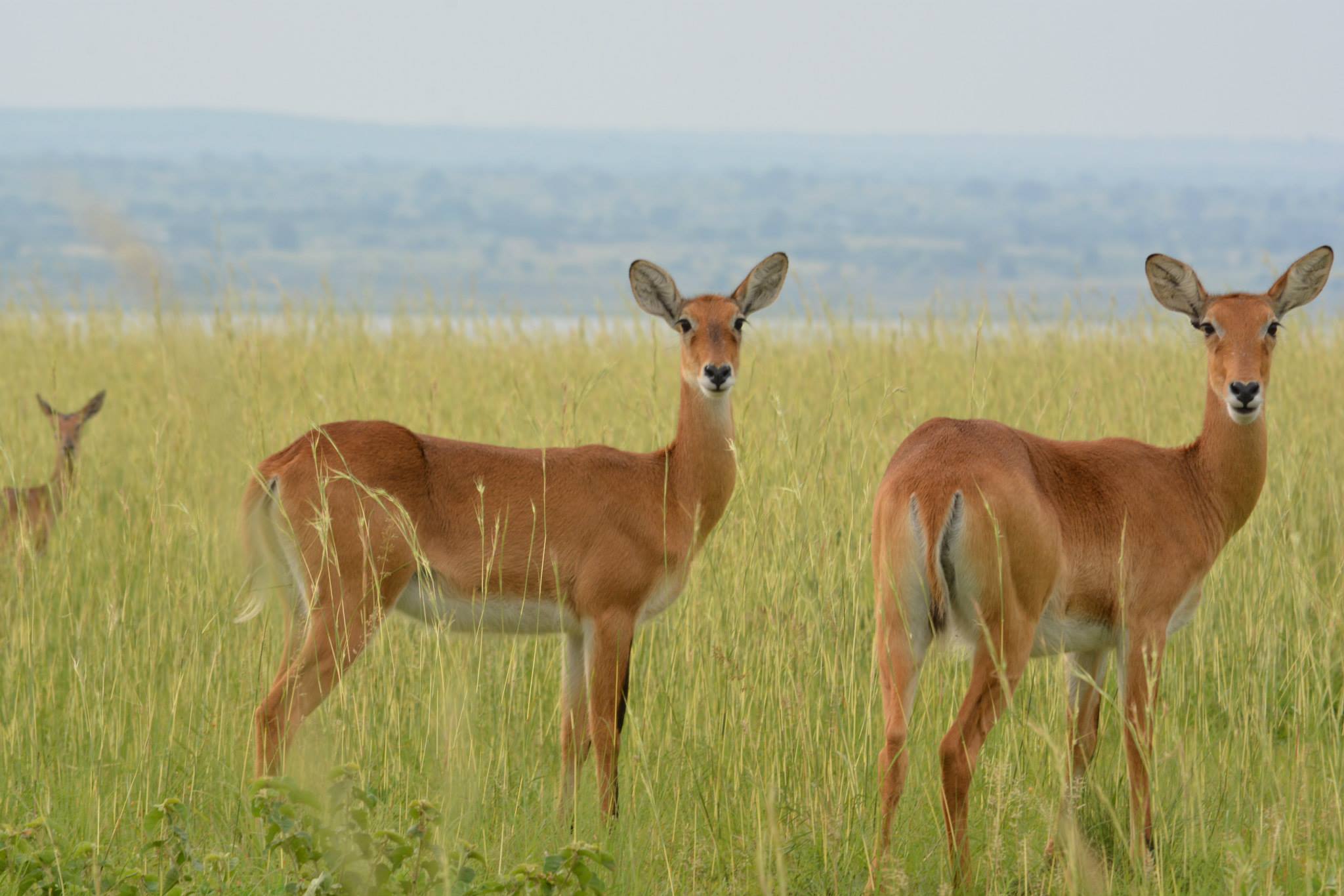 Impala antelop