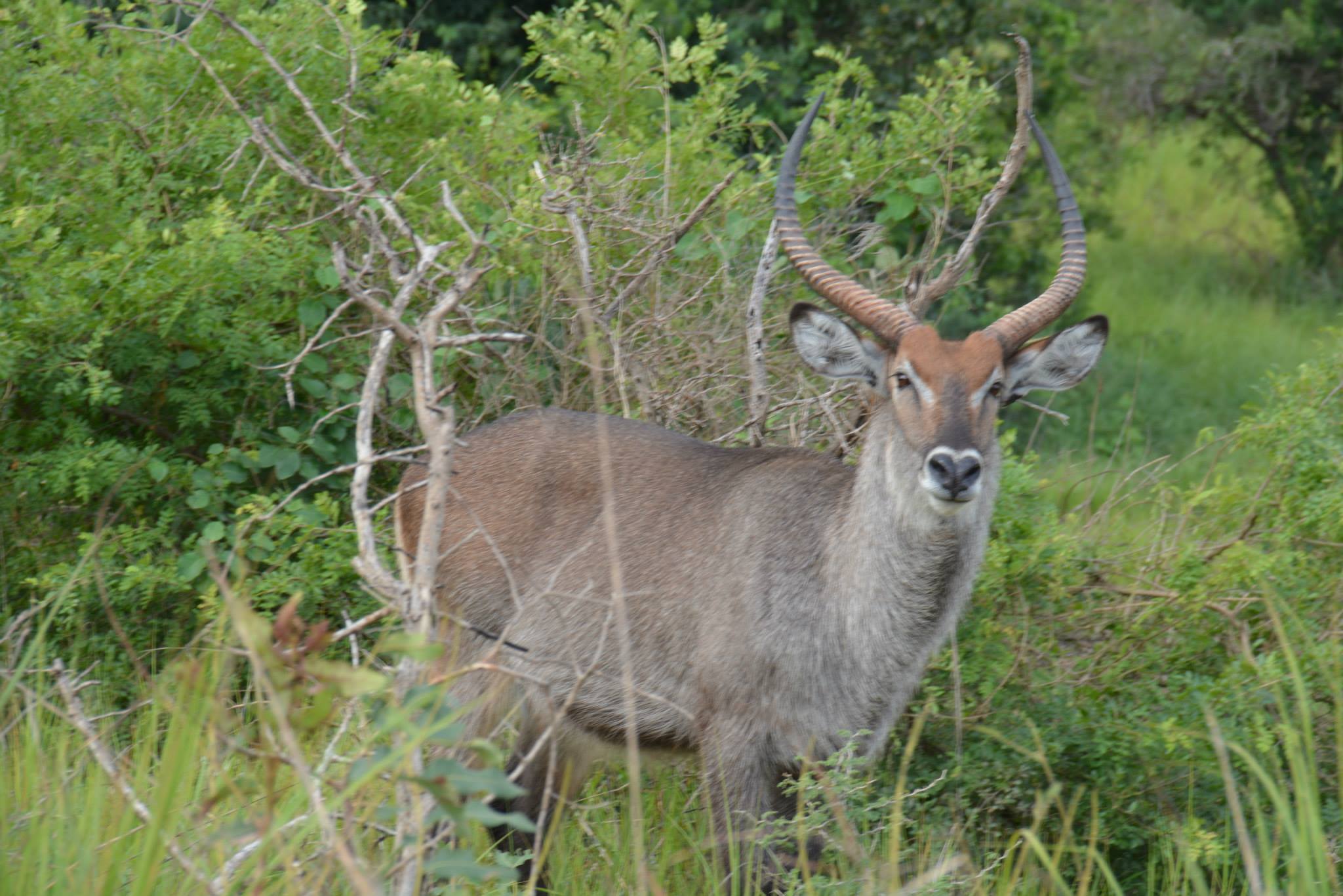 shaggy waterbuck