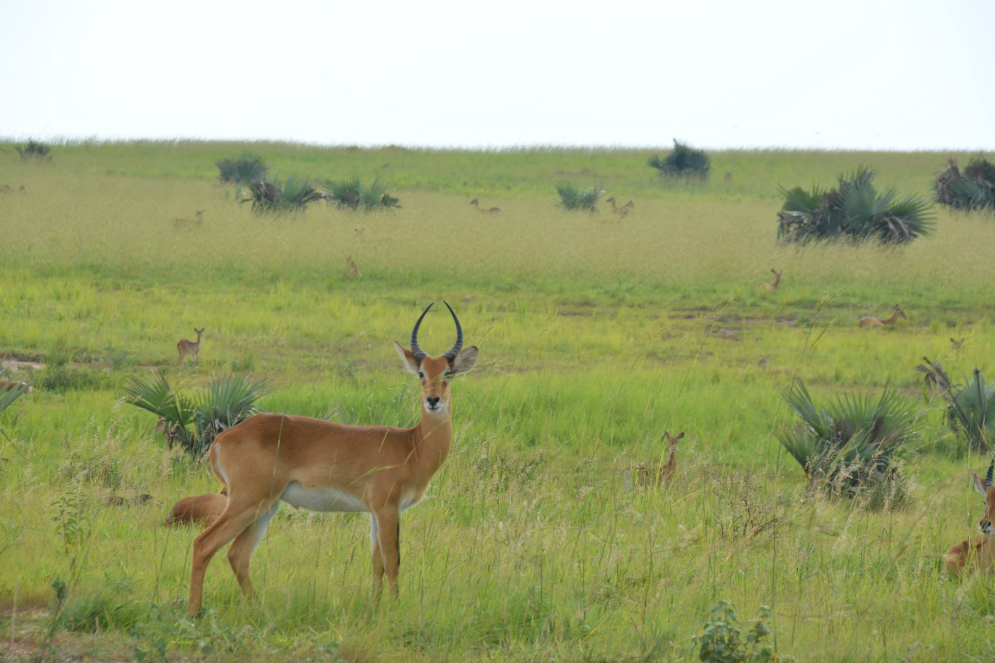 Grant’s gazelle