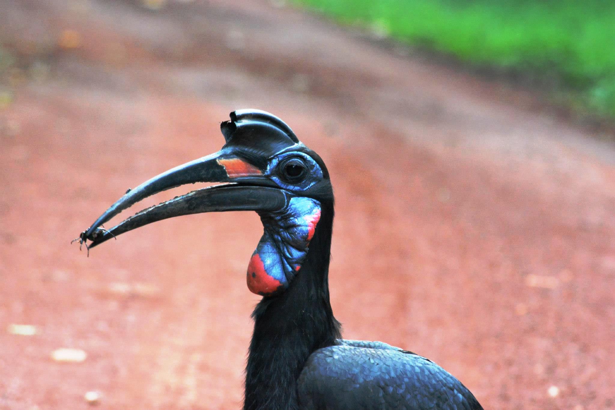 Abyssinian ground hornbill