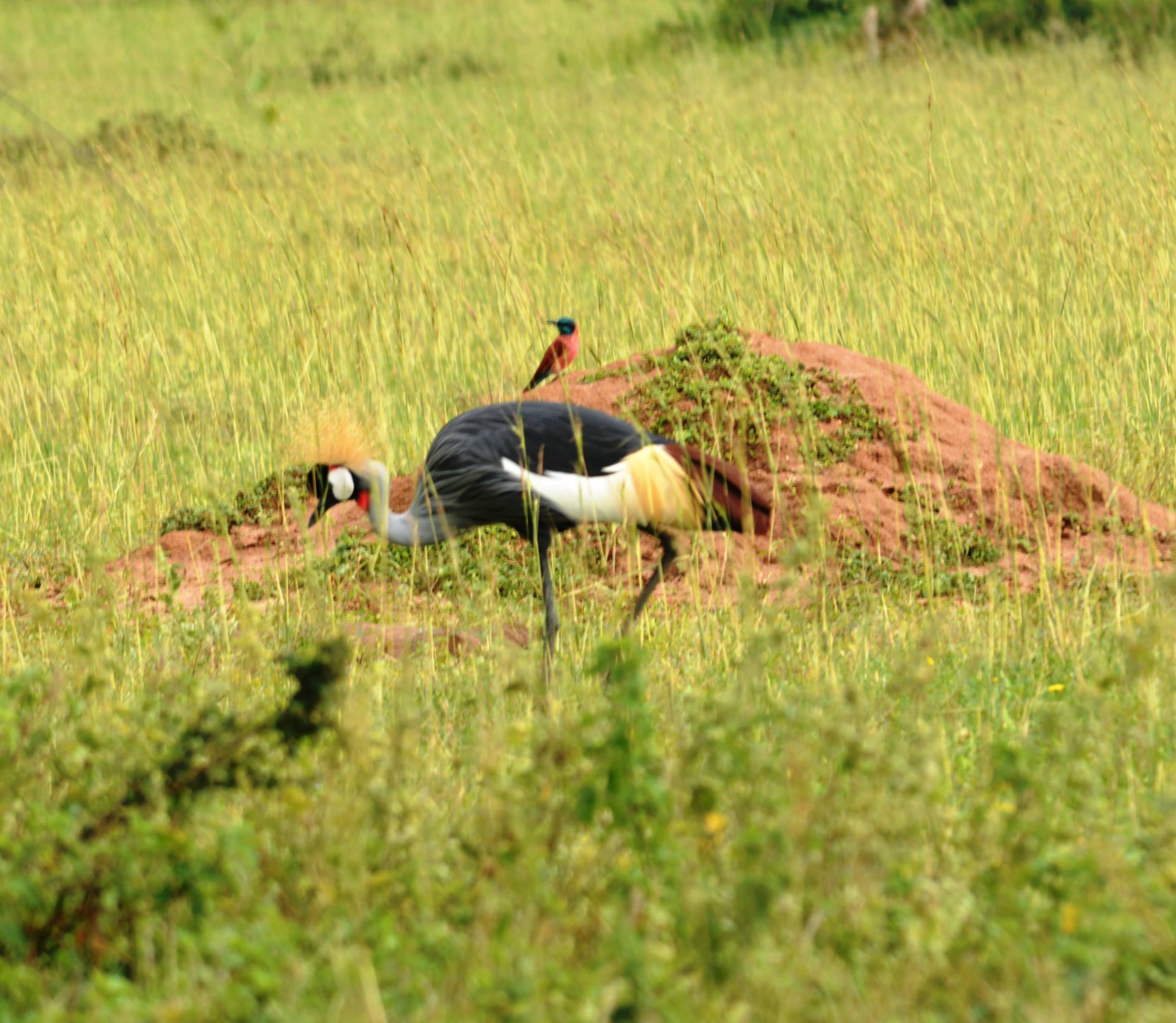 Grey crowned crane