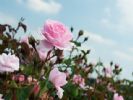 שמן ורד (רוז אבסולוט)  ROSE ABSOLUTE/ ROSA DAMASCENA