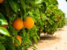 שמן תפוז  ORANGE/ CITRUS SINENSIS