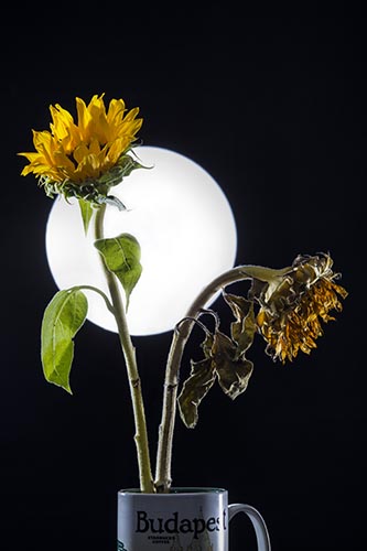 Moti Vagman - Photographer, digital artis