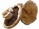 מדריך פטריות מאכל - סודות הפטריות: השפעות, יתרונות, חסרונות וכל מה שרציתם לדעת על פטריות מאכל