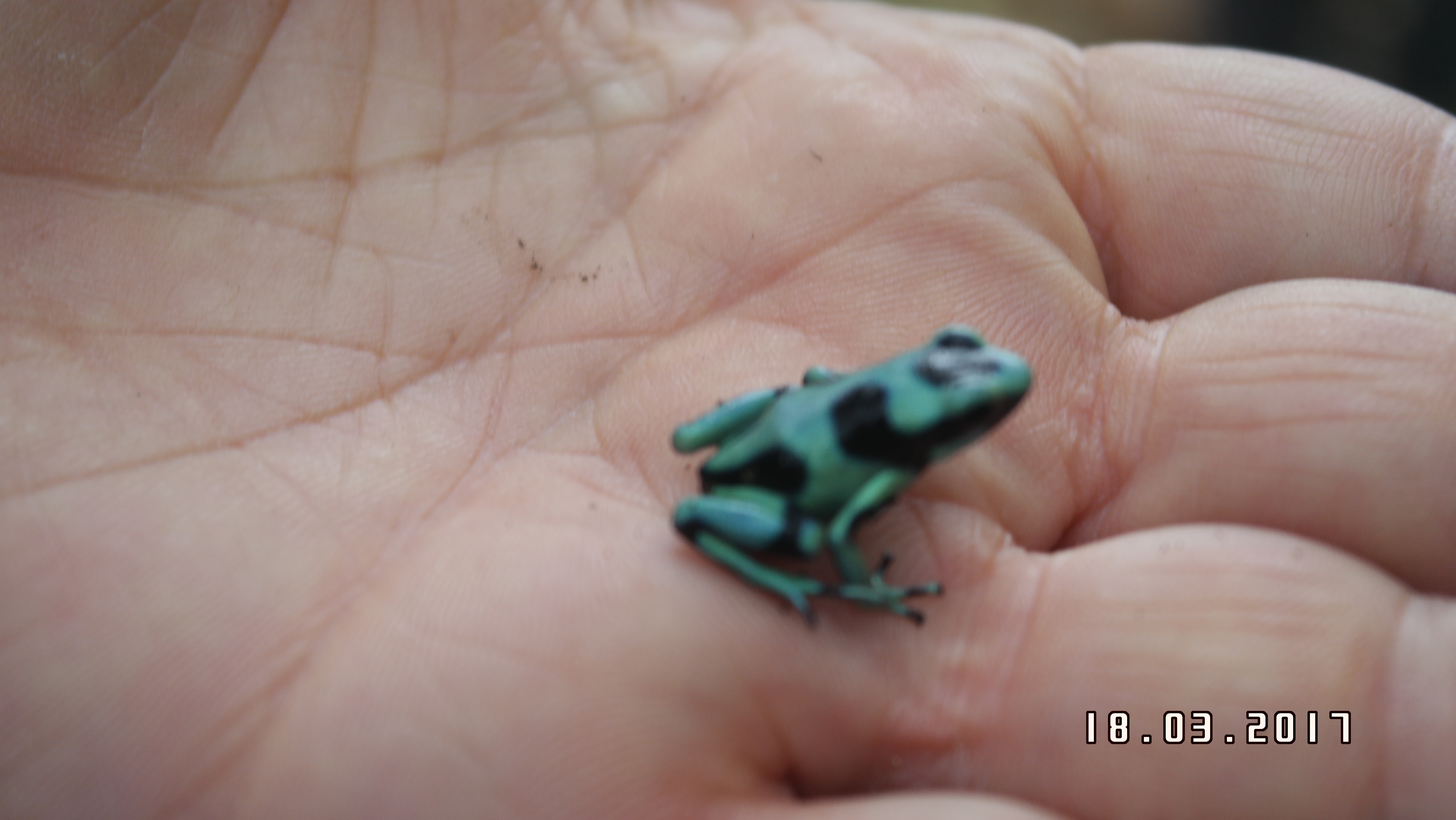 צפרדע ירוקה מיניאטורית