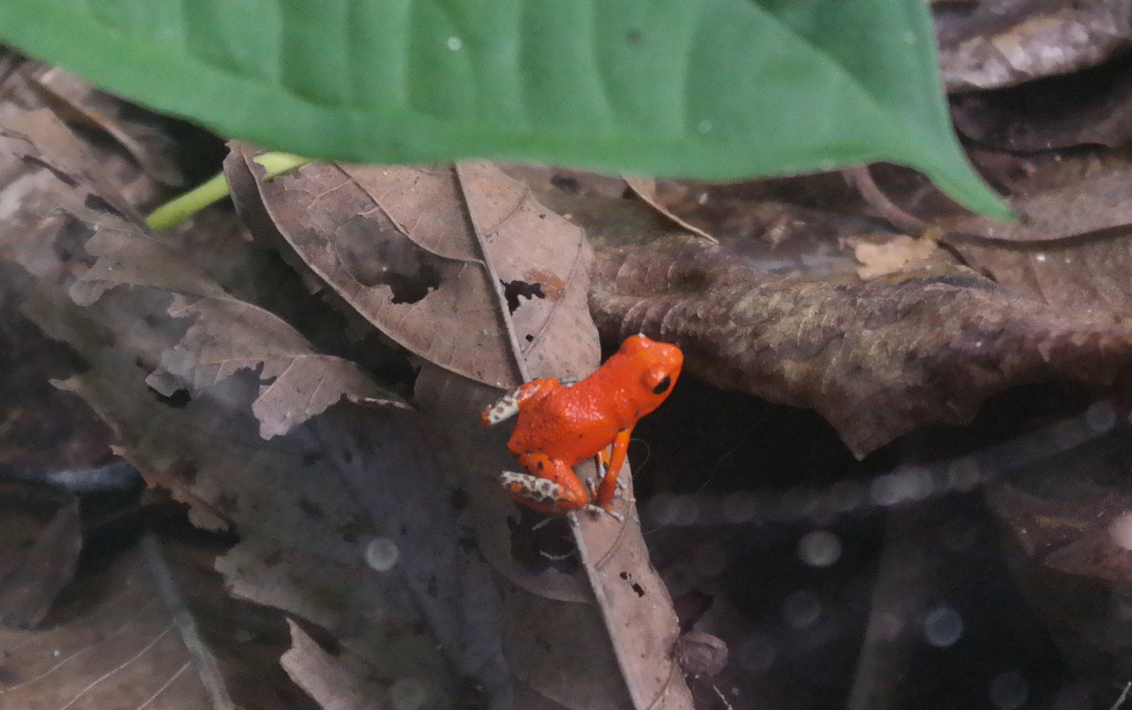 צפרדע קטנה ואדומה באי הצפרדעים - בוקס