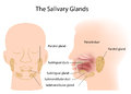 סרטן בלוטות הרוק - Salivary glands cancer